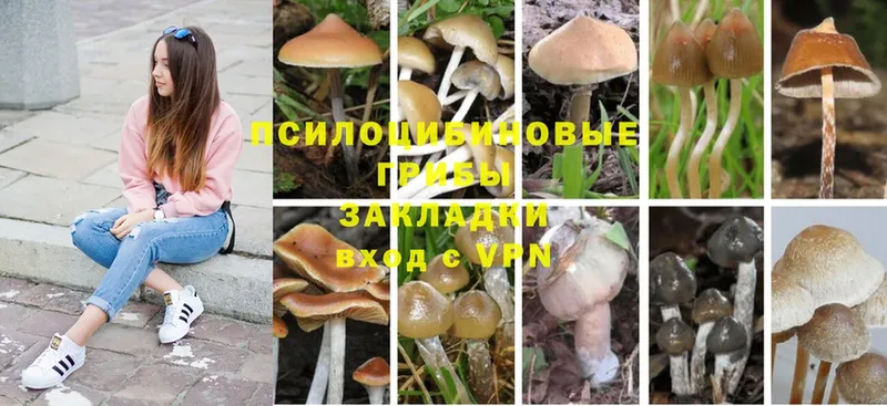 Галлюциногенные грибы Cubensis  закладка  Туринск 